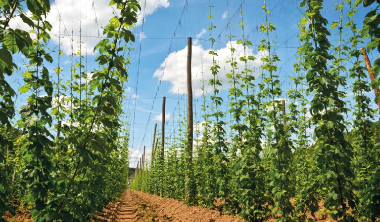 Bild - Fonio statt Hopfen? Bierbrauen in Zeiten des Klimawandels