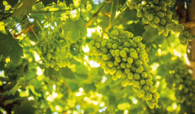 Bild - GrÃ¼ne WÃ¼rze - Verjus erlebt Comeback in der KÃ¼che