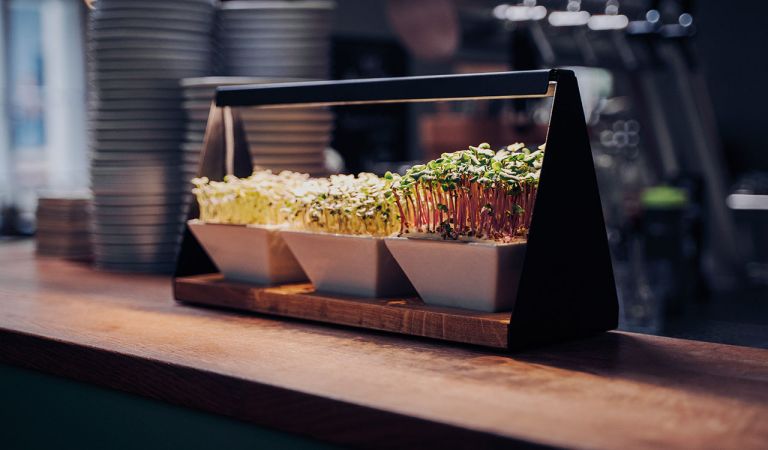 Bild - Indoor Farming in der Gastronomie